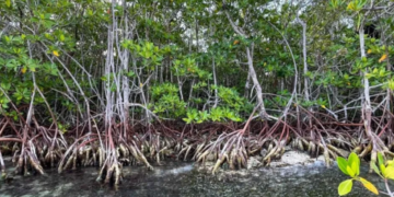 ¡Alarma en las costas!; México registró la pérdida de más de 27 mil hectáreas de manglar