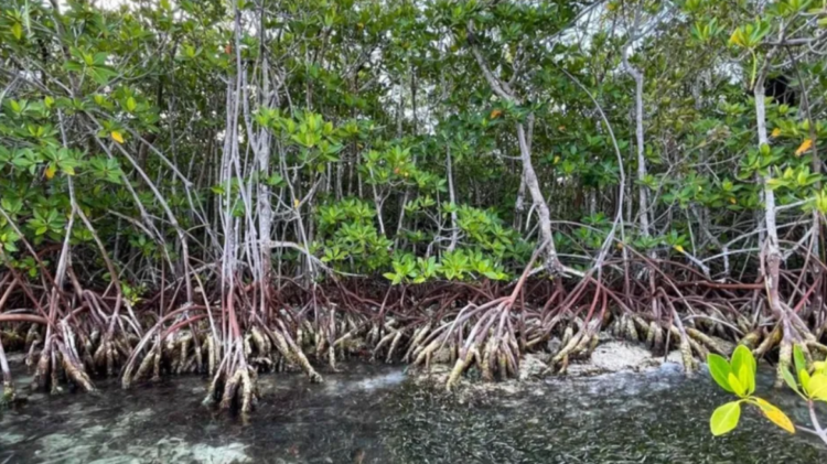 ¡Alarma en las costas!; México registró la pérdida de más de 27 mil hectáreas de manglar