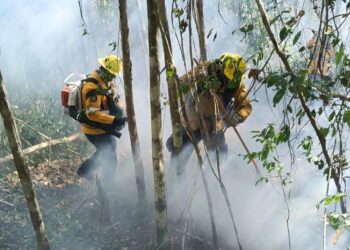 ¡Fuego en la selva!; Estefanía Mercado y CONAFOR combaten incendio en Xpu-Há