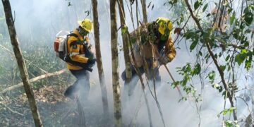 ¡Fuego en la selva!; Estefanía Mercado y CONAFOR combaten incendio en Xpu-Há