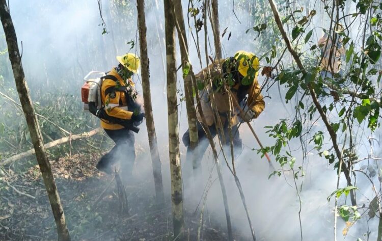¡Fuego en la selva!; Estefanía Mercado y CONAFOR combaten incendio en Xpu-Há
