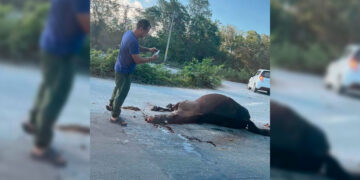 Atropellan a caballo y provocan caos vial en Puerto Morelos