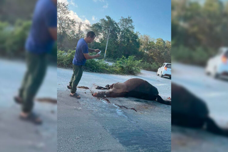Atropellan a caballo y provocan caos vial en Puerto Morelos
