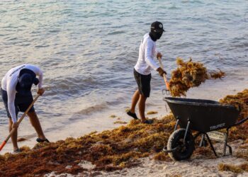 Sin tregua; Puerto Morelos refuereza combate el sargazo