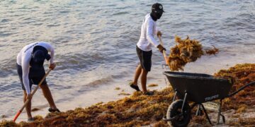 Sin tregua; Puerto Morelos refuereza combate el sargazo