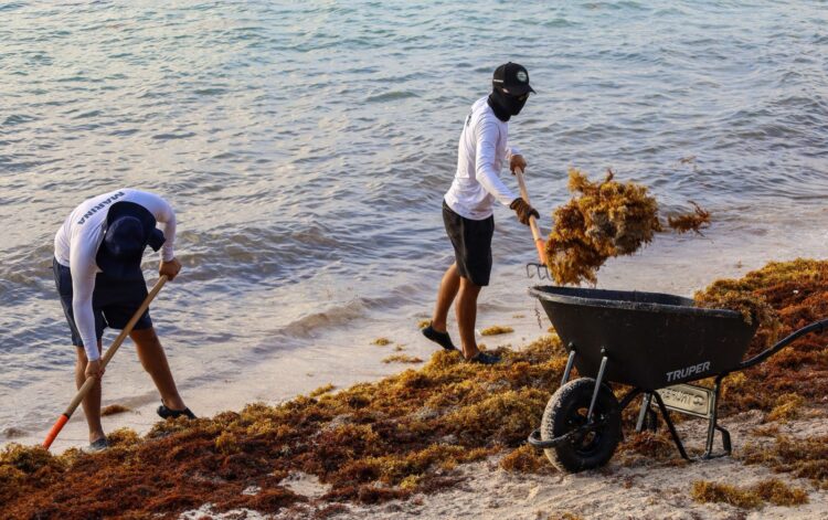 Sin tregua; Puerto Morelos refuereza combate el sargazo