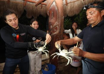 ¡Comunidad al rescate!; blindan la temporada del cangrejo azul en Isla Mujeres