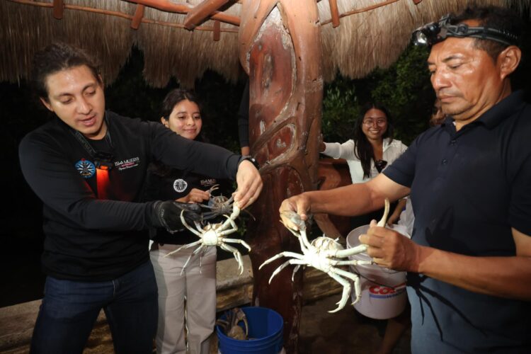 ¡Comunidad al rescate!; blindan la temporada del cangrejo azul en Isla Mujeres