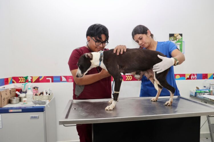 ¡Huellitas protegidas!; Isla Mujeres promueve servicios y adopción responsable
