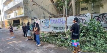 Frenan playenses con el cuerpo para evitar el traslado de un álamo en Playa del Carmen