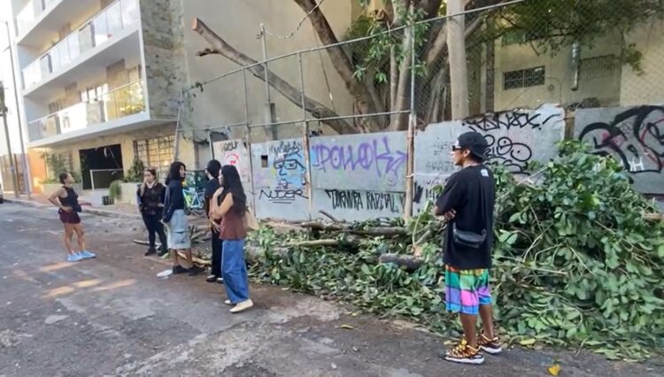 Frenan playenses con el cuerpo para evitar el traslado de un álamo en Playa del Carmen