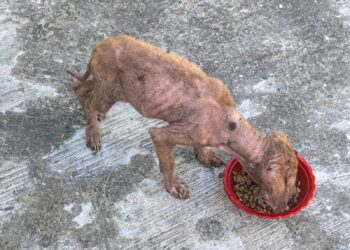 Piden activistas rescatar a perros en abandono en comunidad de Lázaro Cárdenas