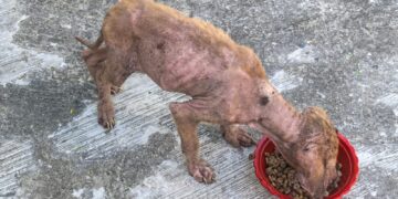 Piden activistas rescatar a perros en abandono en comunidad de Lázaro Cárdenas