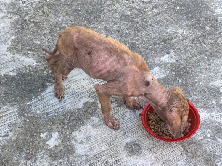 Piden activistas rescatar a perros en abandono en comunidad de Lázaro Cárdenas