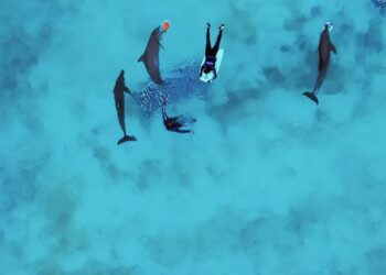Profepa solo rescatará a 6 de los 9 delfines de Ventura Park de Cancún