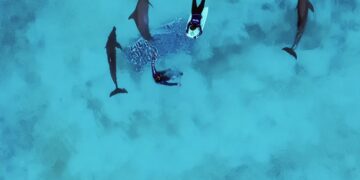 Profepa solo rescatará a 6 de los 9 delfines de Ventura Park de Cancún