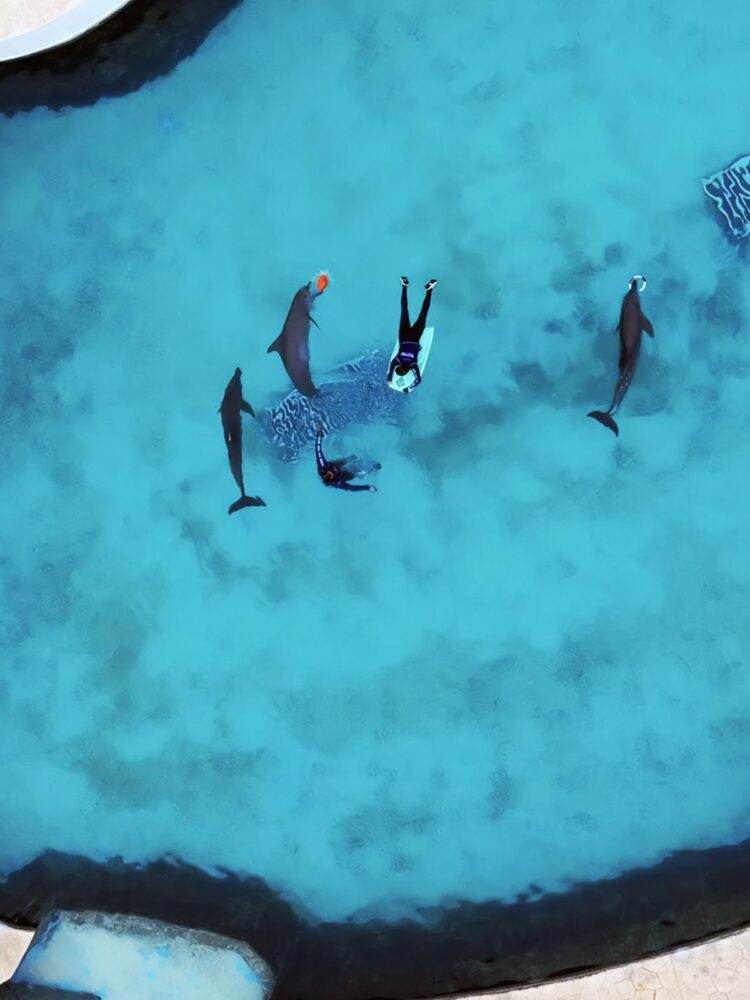 Profepa solo rescatará a 6 de los 9 delfines de Ventura Park de Cancún