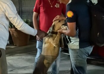 ¡Nueva oportunidad de vida!; rescatan a Félix tras meses de abandono en Playa del Carmen