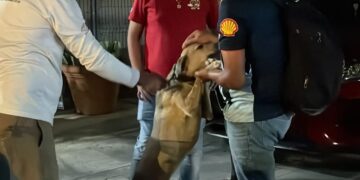 ¡Nueva oportunidad de vida!; rescatan a Félix tras meses de abandono en Playa del Carmen