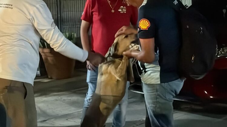 ¡Nueva oportunidad de vida!; rescatan a Félix tras meses de abandono en Playa del Carmen